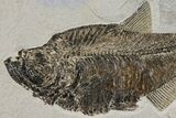 Fossil Fish (Diplomystus) - Wyoming #144219-2